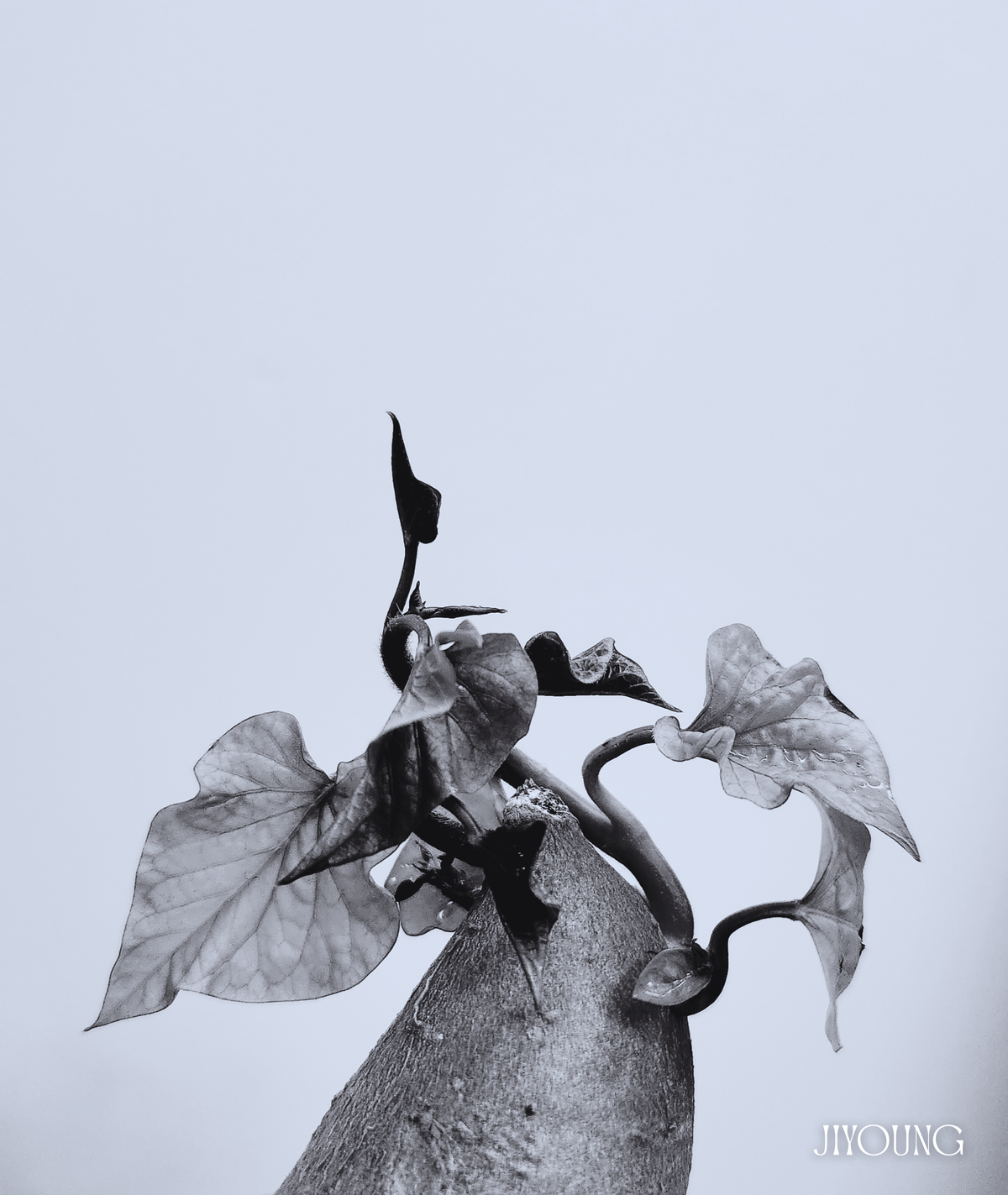 진심. 질식해도 좋을